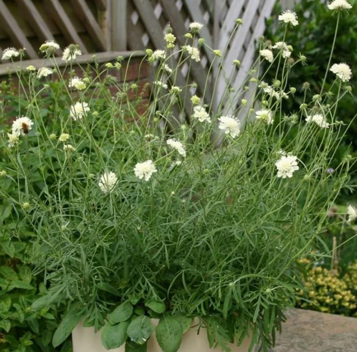 Sayaw ng Buwan ng Scabiosa