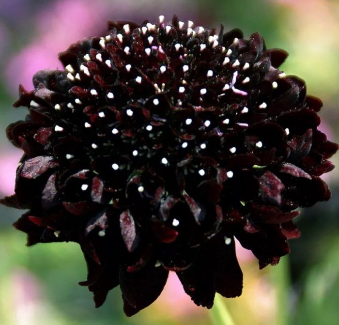 Taunang uri ng Black Knight