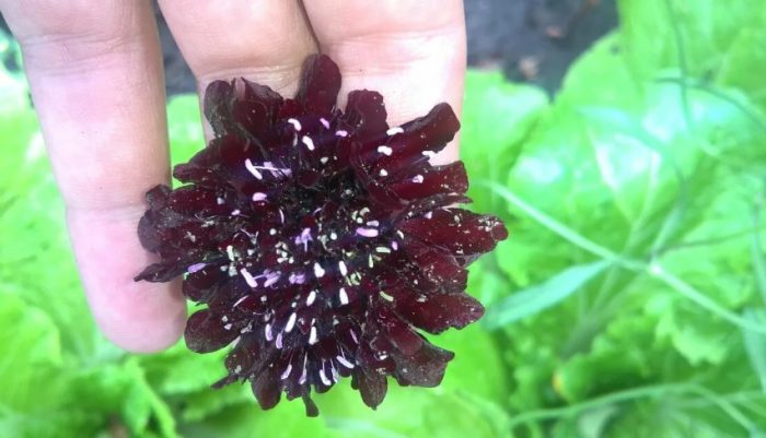 Iba't ibang uri ng Black Mantle