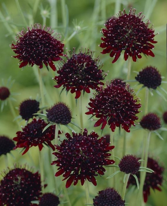 Itim na Sili na Scabiosa