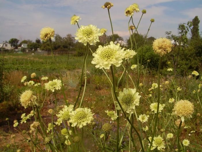 Higanteng Scabiosa