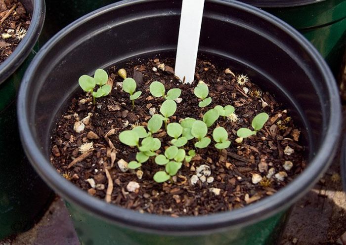 Mga punla ng scabiosa
