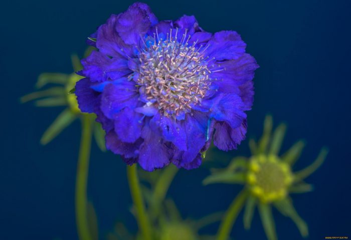 Kultirang Scabiosa na Goldingensis