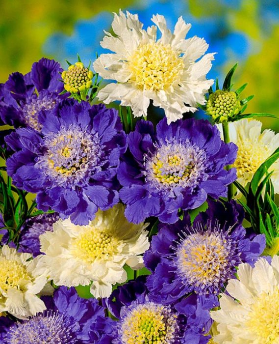 Kultirang Scabiosa na 'Bahay ni G. Isaac'