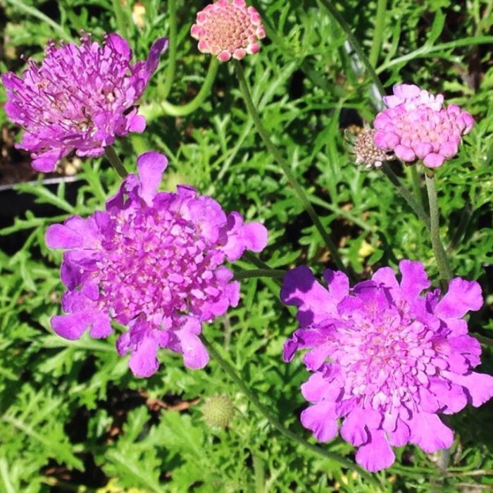 Scabiosa Matingkad na Lila