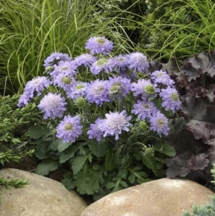 Scabiosa japonica
