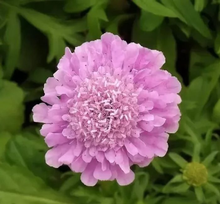 Scabiosa japonica 'Ritz Rose'