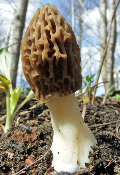 Morel