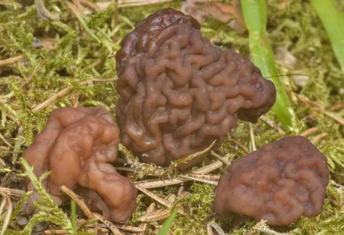 Maling morel
