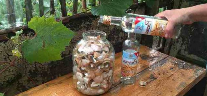 Pagbubuhos ng alkohol sa kabute ng Veselka
