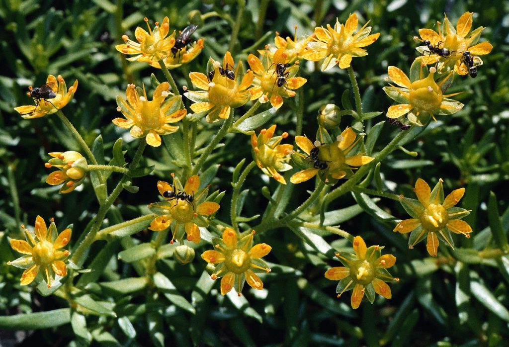 Saxifraga aizoides