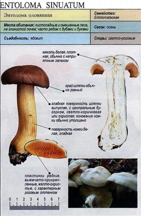 Kabute na Entoloma tinnatifolium