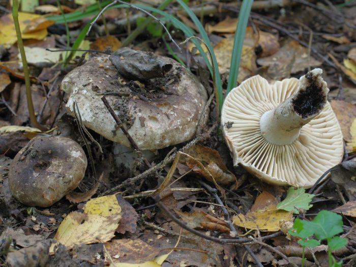Takip ng gatas na nagpapaitim (Russula nigricans)
