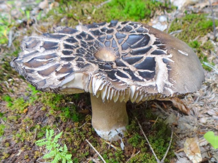 Kabute na Russula nigricans