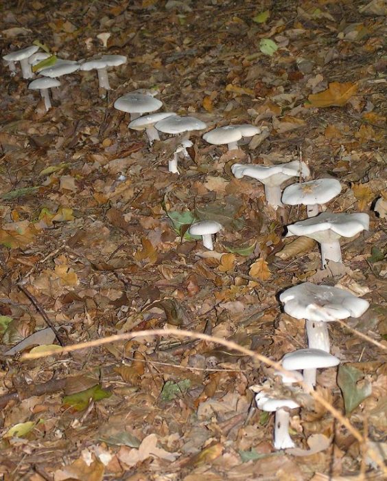 Saan tumutubo ang mga talker mushroom?
