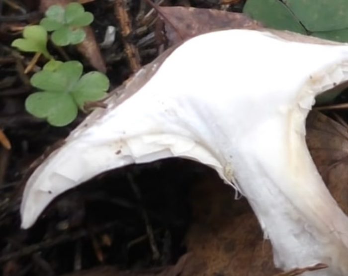Talker mushroom pulp
