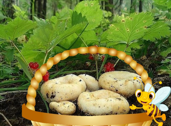 Mga kabute na gawa sa gatas sa isang basket