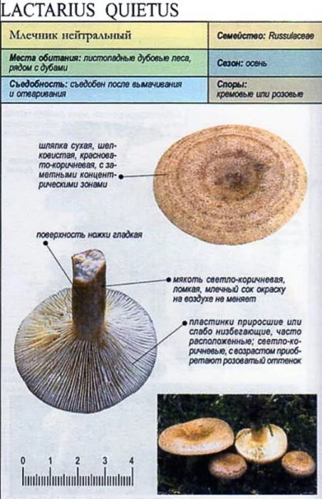 Neutral na damong-dagat