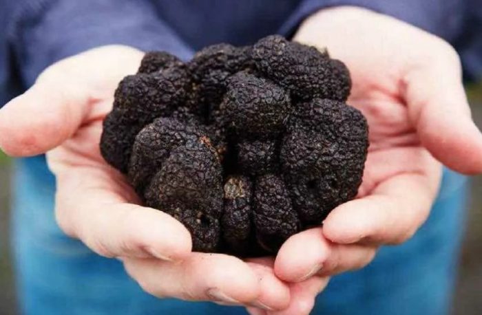 Koleksyon ng itim na truffle