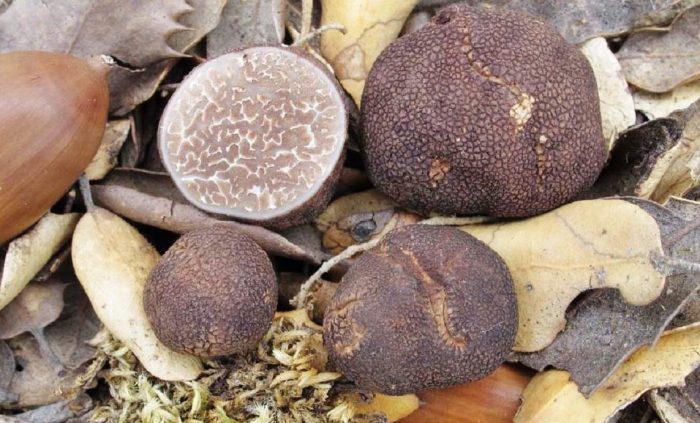 Mga pulang truffle