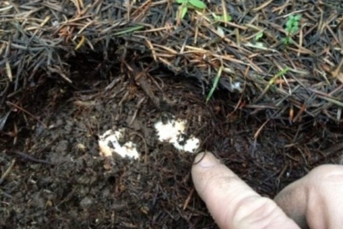 Paglilinang ng mycelium