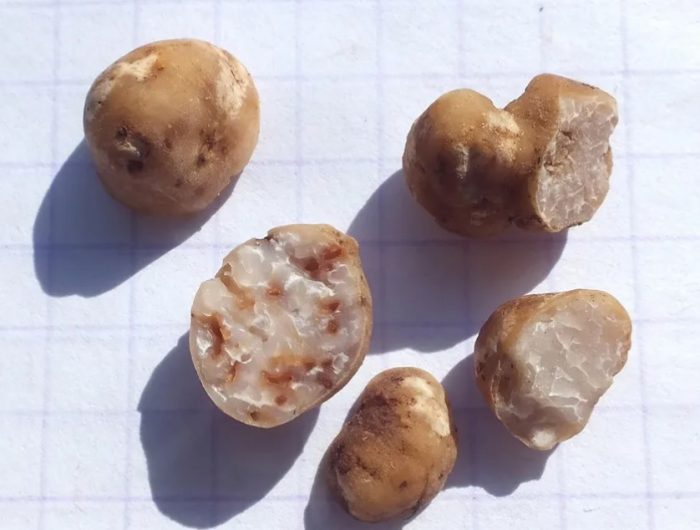 Iba't ibang uri ng truffle