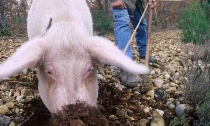 Isang baboy ang naghahanap ng kabute na gawa sa truffle.