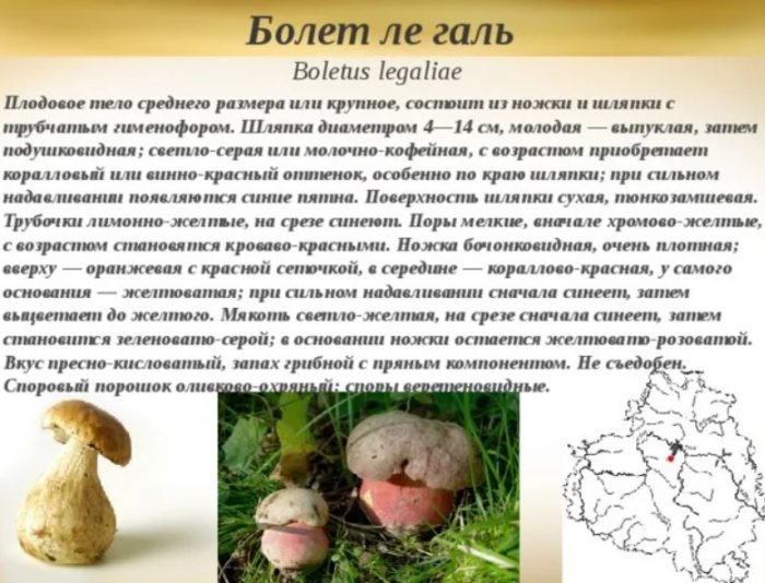 Paglalarawan ng Boletus le Gallus