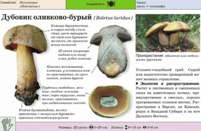 Paglalarawan ng olive-brown boletus