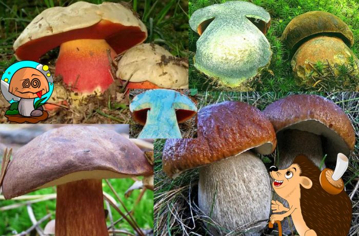 Boletus na nag-aasul