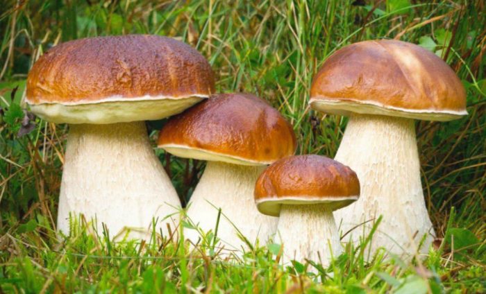 Tunay na boletus