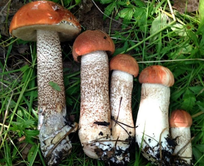 Pamilyang Boletus