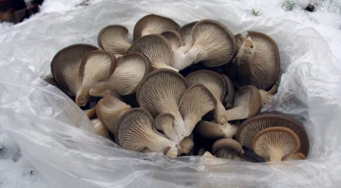 Mga nakolektang kabute ng talaba