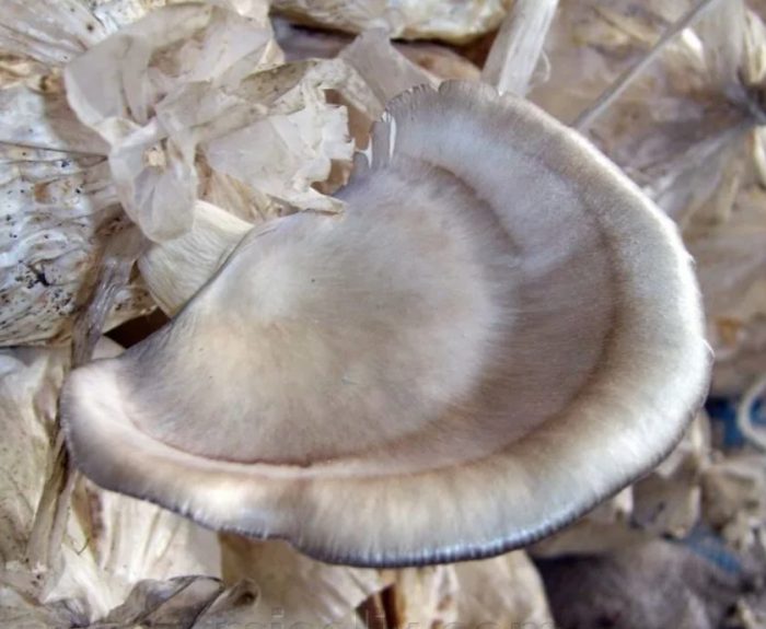 Kabute ng talaba ng Florida