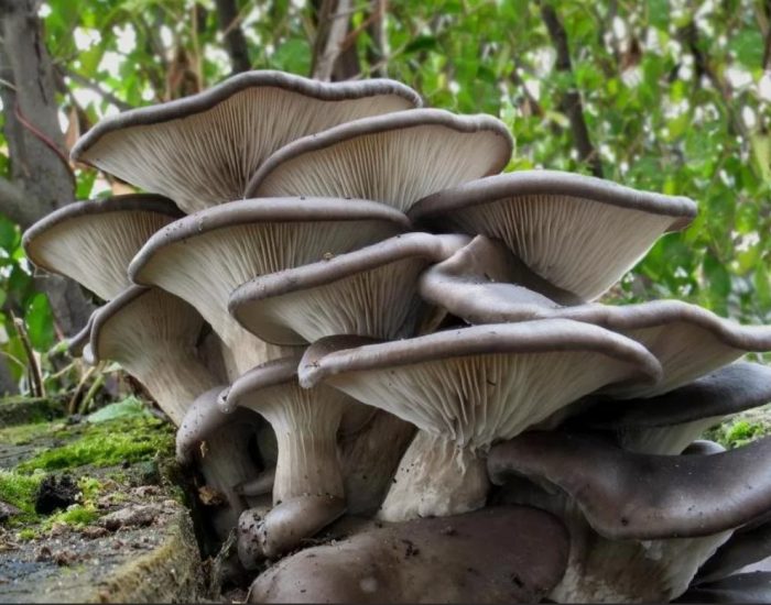 Kabute ng talaba