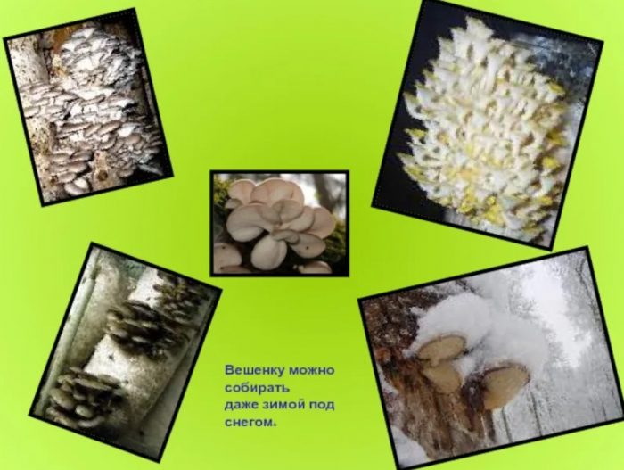 Kailan tumutubo ang mga kabute ng talaba?