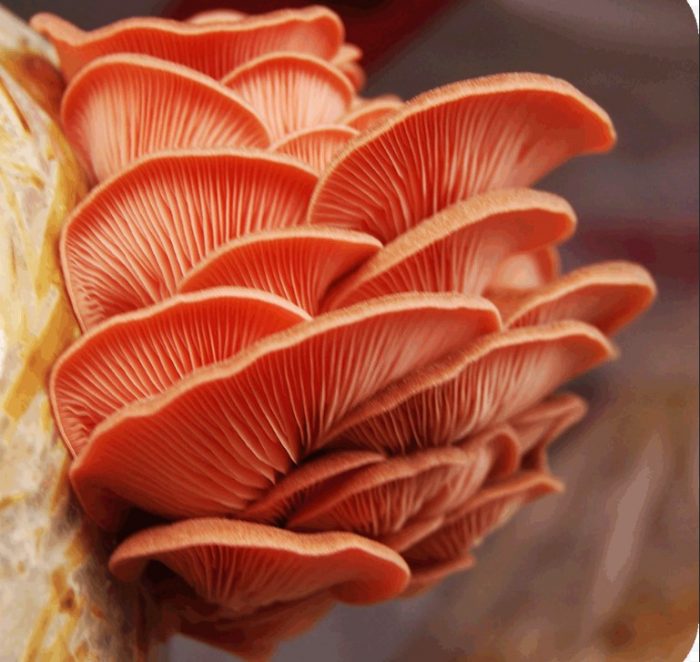 Pagtatanim ng mga pink na oyster mushroom