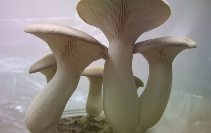 Mga kabute ng talaba ng steppe
