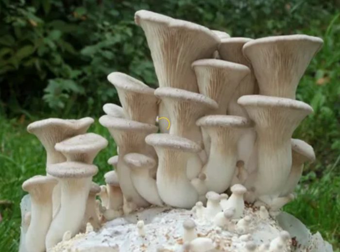 Pagtatanim ng mga king oyster mushroom