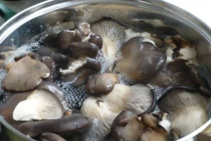 Pinakuluang kabute ng talaba