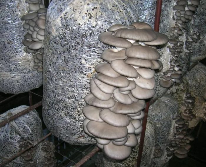 Pagtatanim ng mga Kabute ng Talaba