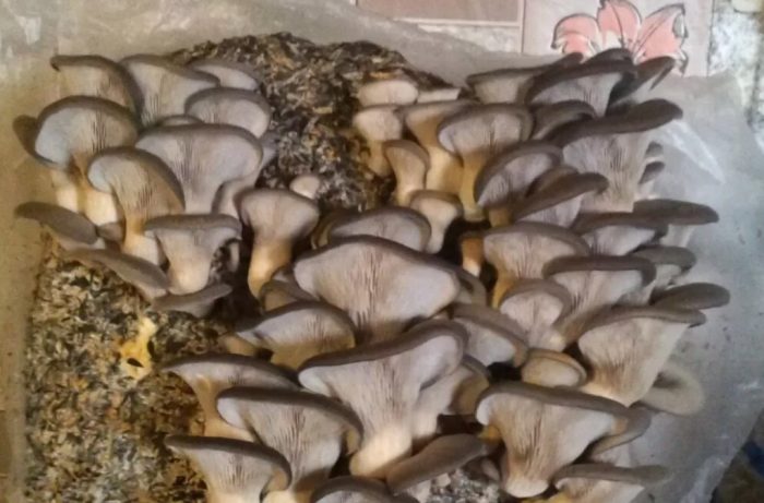 Pagtatanim ng mga kabute ng talaba