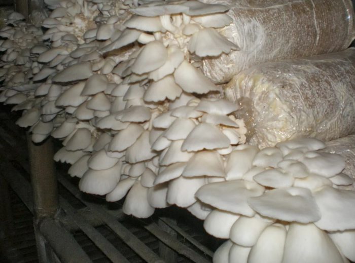 Puting duwende na kabute ng talaba