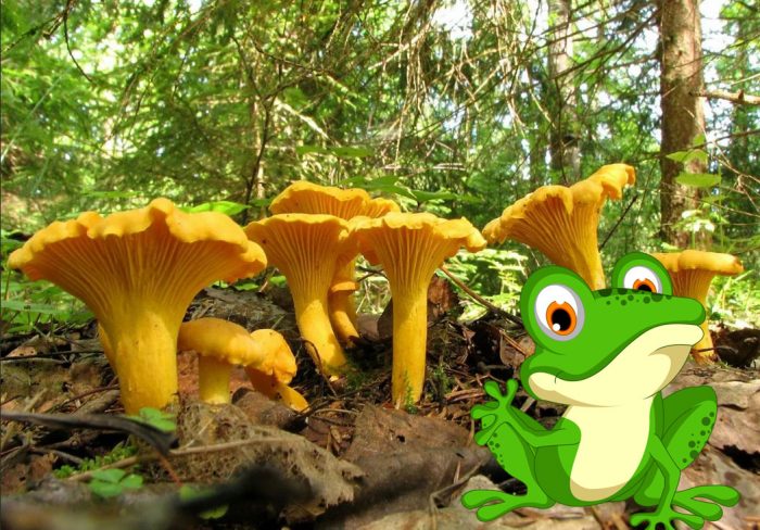 Ang mga Chanterelle at ang Palaka
