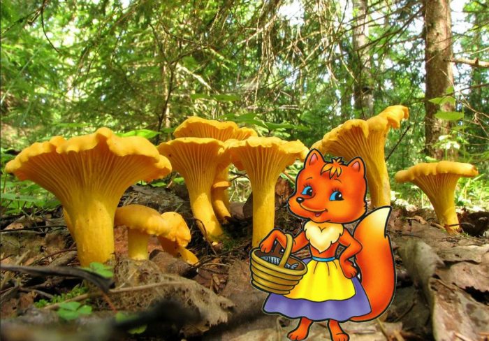 Mga Chanterelle at isang soro
