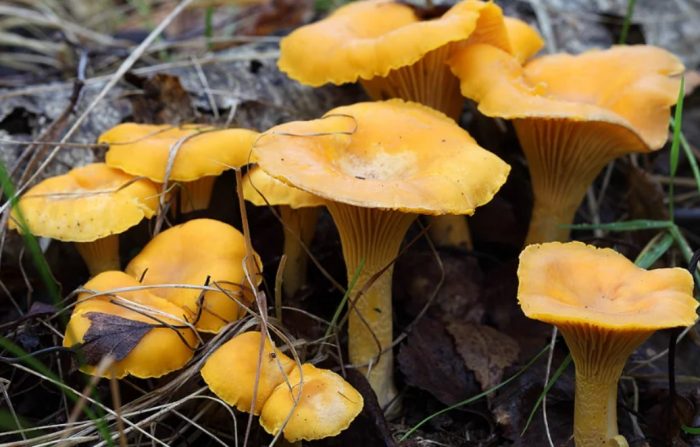 Mga Chanterelle