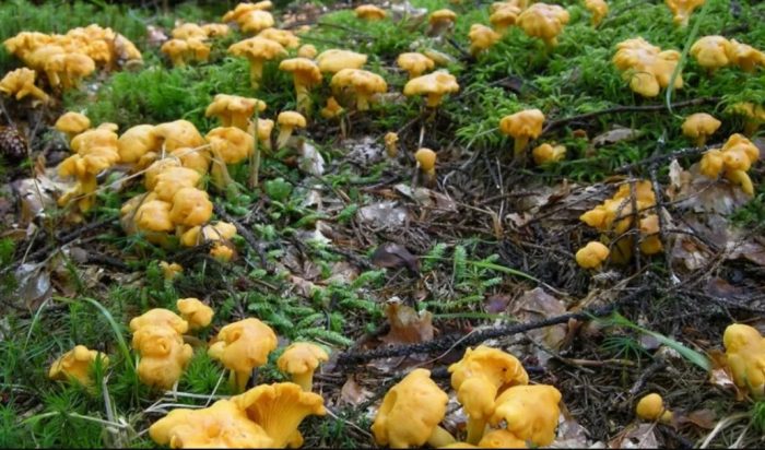 Masa ng mga chanterelles