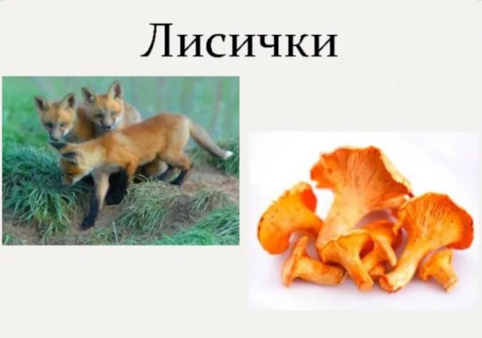 Mga Chanterelle