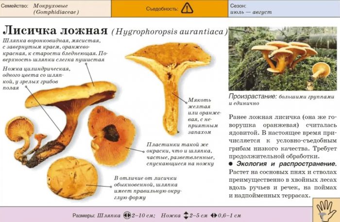Paglalarawan ng maling chanterelle