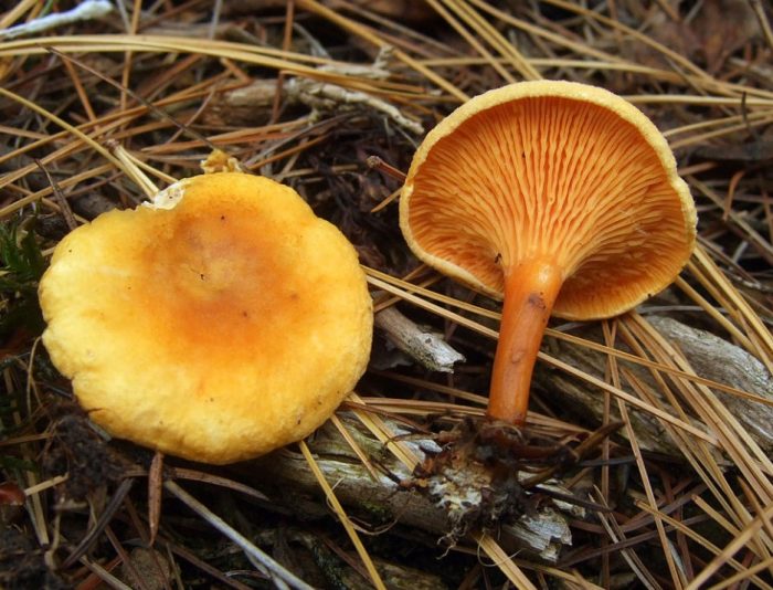 Mga plato ng maling chanterelle
